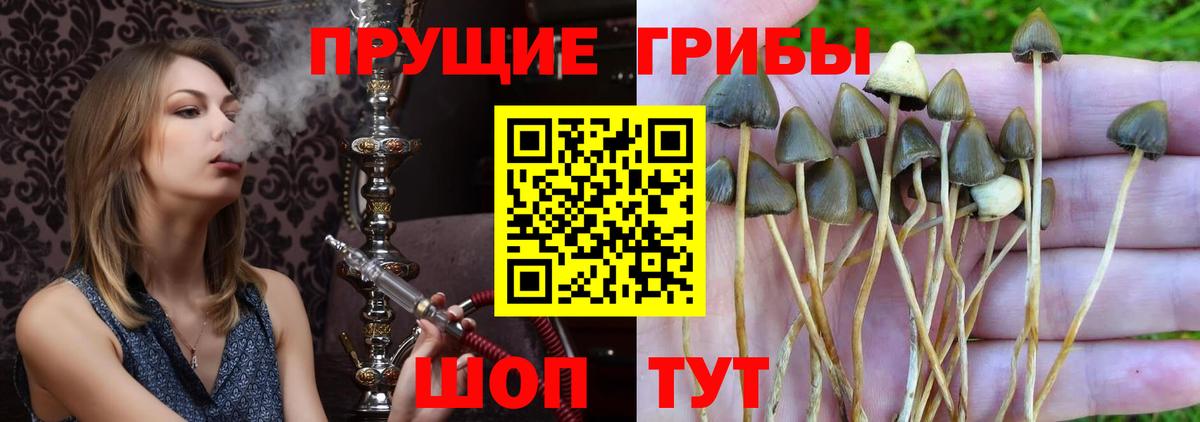 Псилоцибиновые грибы Psilocybine cubensis Междуреченск